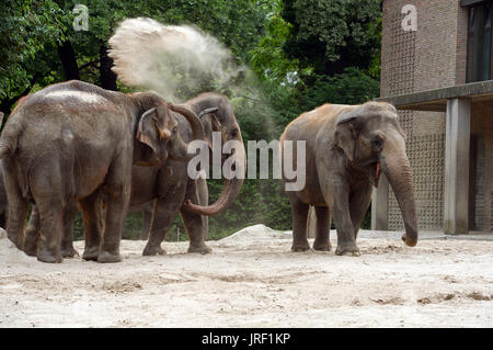 An elephant is throwing sand on its back in the Berlin Zoo, Berlin, Germany, 3 August 2017. Photo: Christina Peters/ZB Stock Photo