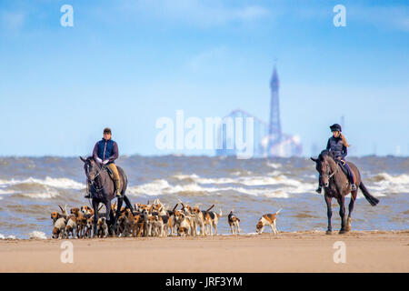 Southport, Merseyside, 5th August 2017. UK Weather.   A beautiful sunny start to the day over the north west coast of England as a Master of Hounds exercises his beloved horse and Harrier hunting dogs on the golden sand of Southport beach in Merseyside.  The Harrier is a medium-sized dog breed of the hound class, used for hunting hares by trailing them. It resembles an English Foxhound but is smaller, though not as small as a Beagle.  Credit: Cernan Elias/Alamy Live News Stock Photo