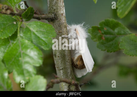 Goldafter, Dunkler Goldafter, Euproctis chrysorrhoea, brown-tail, browntail moth, le Cul brun, Lymantriinae, Trägspinner, Schadspinner Stock Photo