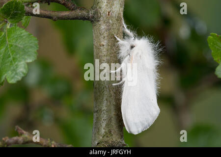 Goldafter, Dunkler Goldafter, Euproctis chrysorrhoea, brown-tail, browntail moth, le Cul brun, Lymantriinae, Trägspinner, Schadspinner Stock Photo