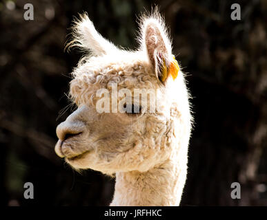 White alpaca llama portrait on farm Stock Photo