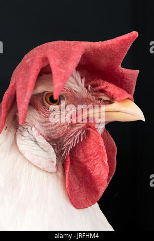 Farm chicken with large red head comb isolated on black background Stock Photo