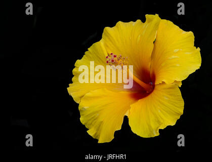Yellow tropical hibiscus flower isolated on black background Stock Photo