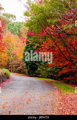 Autumn fall leaves on trees lining roadway at Mt Tomah botanic gardens, Blue Mountains Australia Stock Photo