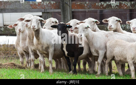 Black sheep amongst white sheep on farm Stock Photo