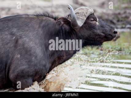 African buffalo running through water Stock Photo