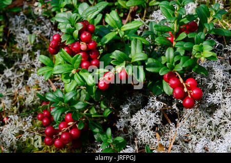 cranberries vaccinium lingonberries nunavut vitis idaea