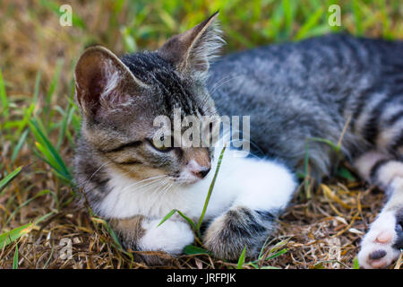 Kitten on the green grass, laying cat Stock Photo