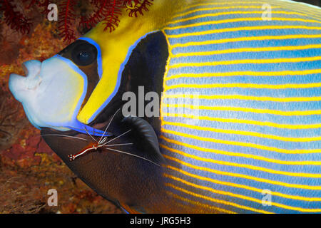 Emperor Angelfish, Pomacanthus imperator, having its gills cleaned by a White Banded Cleaner Shrimp, Lysmata amboinensis. Tulamben, Bali, Indonesia. Stock Photo