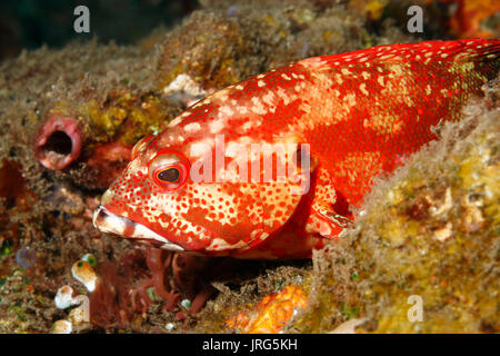 Leopard grouper, Leopard hind, or Leopard Cod, Cephalopholis leopardus. Tulamben, Bali, Indonesia. Bali Sea, Indian Ocean Stock Photo
