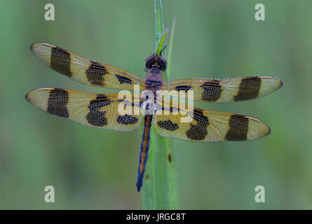 Halloween Pennant Dragonfly (Celithemis eponina), E USA by Skip Moody/Dembinsky Photo Assoc Stock Photo