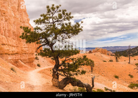 Alone pine tree growing by the trail down to the bottom of Bryce Canyon National Park; roots of the tree appear on the surface Stock Photo