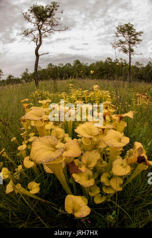 The yellow pitcher plant (Sarracenia flava) is one of the unique and iconic plants of the East coast of the united states. Stock Photo