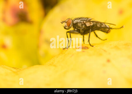 A Sarcophaga sarraceniae fly sits on a yellow pitcher plant, these flies are only found in areas with pitcher plants. Stock Photo