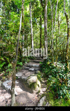 Walking trail winding through tall trees in the rainforest at Mossman Gorge, Daintree National Park, Far North Queensland, FNQ, QLD, Australia Stock Photo