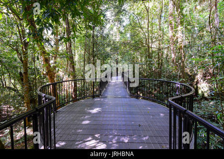 Walkway and viewing platform in the rainforest at Mossman Gorge, Daintree National Park, Far North Queensland, FNQ, QLD, Australia Stock Photo