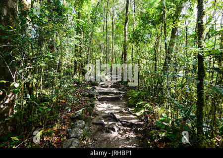 Walking trail winding through tall trees in the rainforest at Mossman Gorge, Daintree National Park, Far North Queensland, FNQ, QLD, Australia Stock Photo