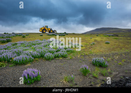 Iceland - Yellow Dredger on green meadows before volcanic mountains Stock Photo