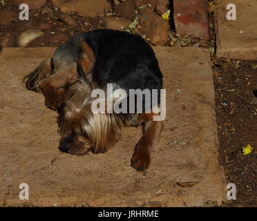 Small lost brown dog sleeps in the dirt in landscape format with copy space Stock Photo