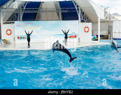 Dolphin show scene Stock Photo