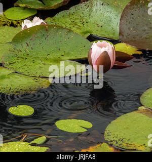 Pink water lily flower opening in a pond during a rain shower with a rain drop in mid air, East Sussex, England Stock Photo