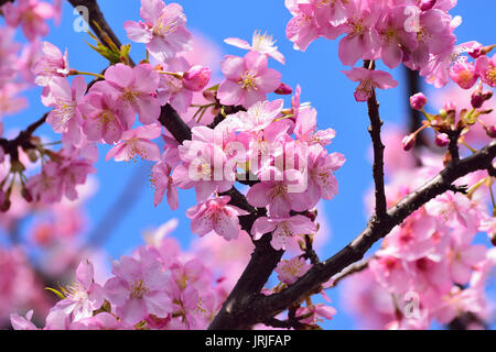 Macro texture of blooming pink Japanese Cherry Blossoms Stock Photo - Alamy
