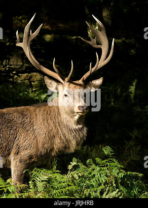 Large red deer stag (Cervus elaphus) with crown of magnificent antlers, sunlit against dark background, Charnwood Forest, Leicestershire, England, UK