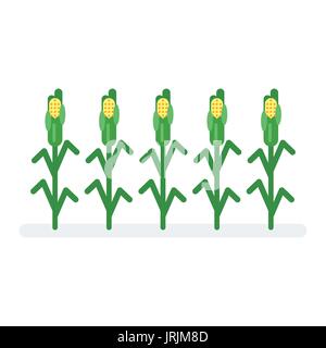 Vector flat style illustration of corn. Icon for web. Isolated on white background. Stock Vector