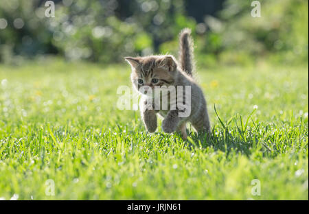 Young kitten jumping or running in green grass