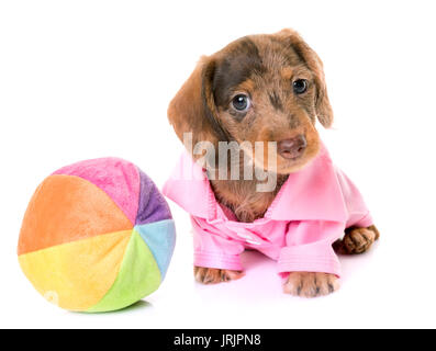 puppy Wire-haired Dachshund in front of white background Stock Photo