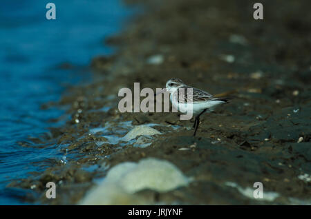 Spoon-billed sandpiper (Calidris pygmaea) in nature Thailand Stock Photo