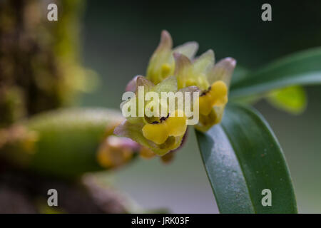 Close up Eria amica orchid in nature, Thailand Stock Photo