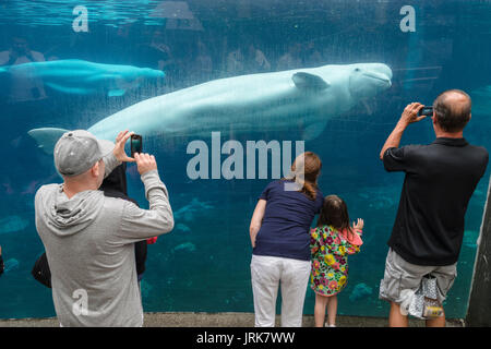 Beluga Whale interacting with visitors at the Mystic Aquarium & Institute for Exploration Stock Photo