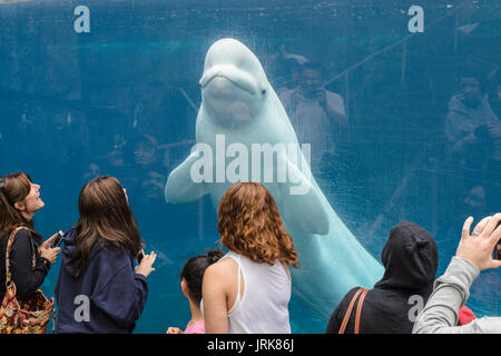 Beluga whale interacting with visitors at the Mystic Aquarium & Institute for Exploration Stock Photo