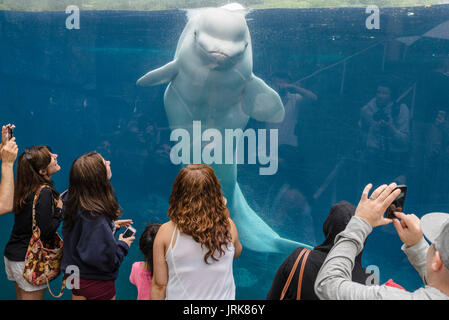 Beluga whale interacting with visitors at the Mystic Aquarium & Institute for Exploration Stock Photo