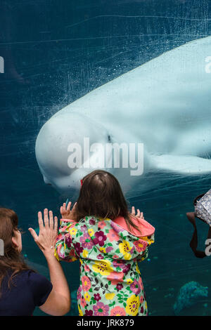 Beluga whale interacting with visitors at the Mystic Aquarium & Institute for Exploration Stock Photo