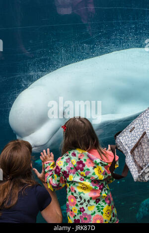 Beluga whale interacting with visitors at the Mystic Aquarium & Institute for Exploration Stock Photo