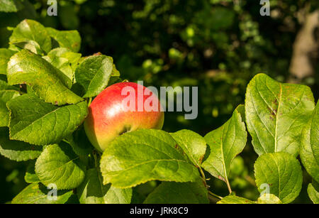 Close up of single eating apple growing on apple tree in orchard on sunny Summer day, Midlothian, Scotland, UK Stock Photo