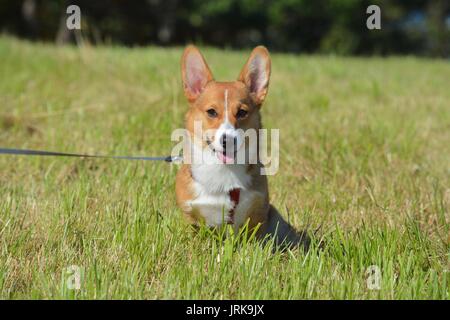 A Red Sable Pembroke Welsh Corgi in a grass field during a New England summer Stock Photo