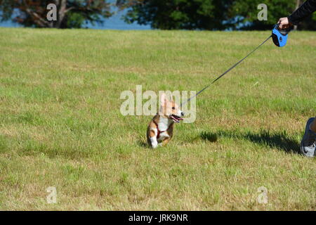 A Red Sable Pembroke Welsh Corgi in a grass field during a New England summer Stock Photo