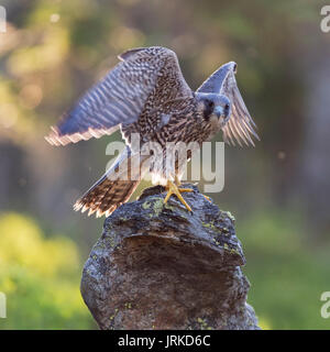 Peregrine falcon (Falco peregrinus), young bird sitting on rock and beating with the wings, backlit Stock Photo