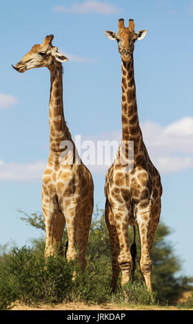 Two Southern Giraffes (Giraffa giraffa), fighting males, Kalahari Desert, Kgalagadi Transfrontier Park, South Africa Stock Photo