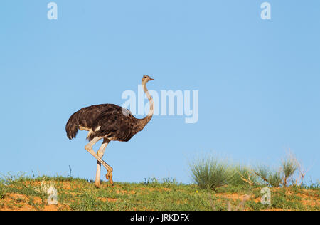 Ostrich (Struthio camelus), female on a grass-grown sand dune, rainy season with green grass, Kalahari Desert Stock Photo