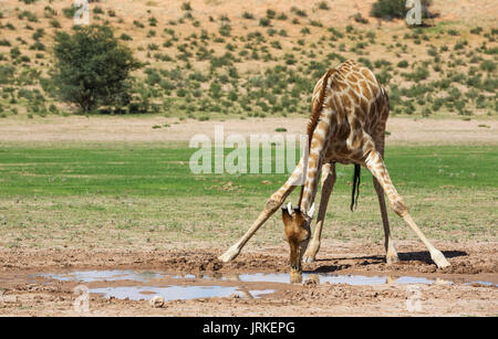 Southern Giraffe (Giraffa giraffa), male drinking from rainwater pool in the Auob riverbed, rainy season with green surroundings Stock Photo