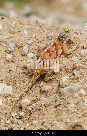 Ground Agama (Agama aculeata), pregnant female on dry ground, Kalahari Desert, Kgalagadi Transfrontier Park, South Africa Stock Photo