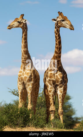 Two Southern Giraffes (Giraffa giraffa), two males, Kalahari Desert, Kgalagadi Transfrontier Park, South Africa Stock Photo