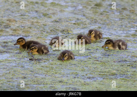 A Group of Seven Little Mallard Ducklings Feeding on a Pond. Stock Photo