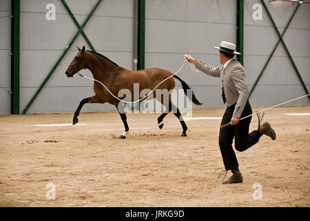 Equestrian test of morphology to pure Spanish horses, Spain Stock Photo