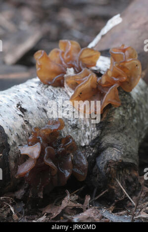 Tremella fimbriata on a dead birch branch Stock Photo