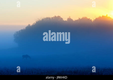 Moose on a meadow in the light of a foggy dawn Stock Photo